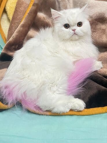 disi pisik cutlesdirmek: 50 ile 400 arasi cins saf qan saqlam pisiklerimiz var sekilde olmayan — 5