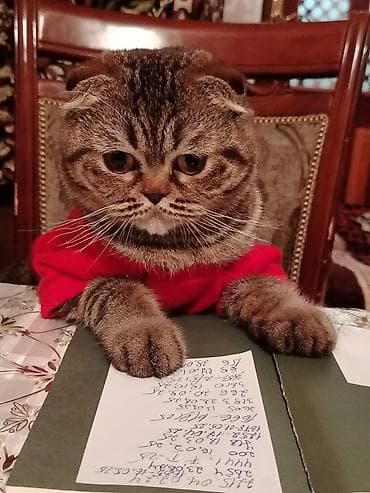 pisik adlari rusca: Şotland yastı qulaq, Dişi, Cütləşmə üçün — 2