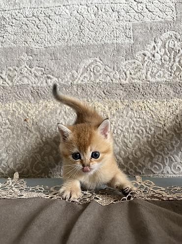 сколько стоят кошки: Британская, Самка, Для вязки, Бесплатная доставка — 4