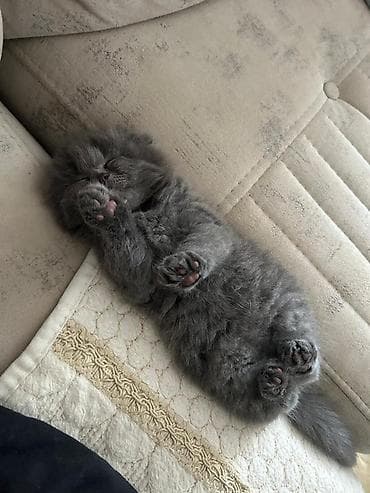 pişik satisi 2019: Şotland yastı qulaq — 3