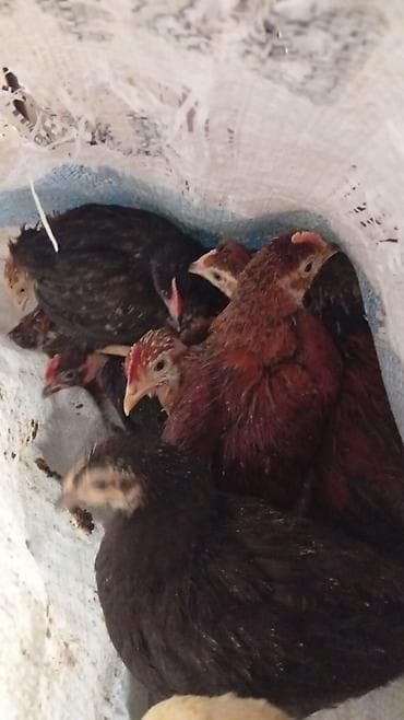 ataks toyuqlari satilir: Toyuq cücələri, Damazlıq — 2