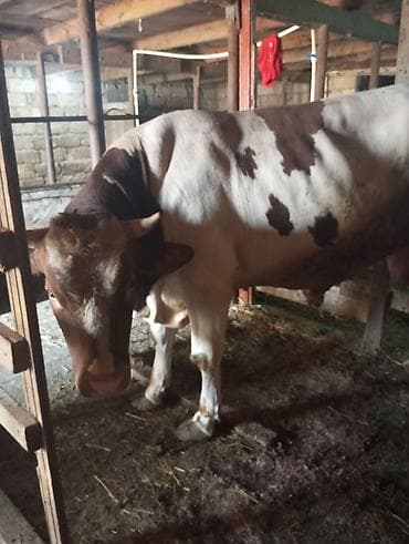 it satilir ucuz: Qurbanlığa yaralı super dana satılır kəsgi ilə16manat ayaq üsdü diri — 10
