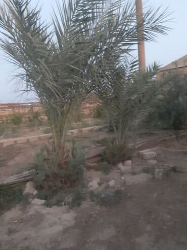 Bitkilər: Böyüklər 1500m balaca 350m — 1