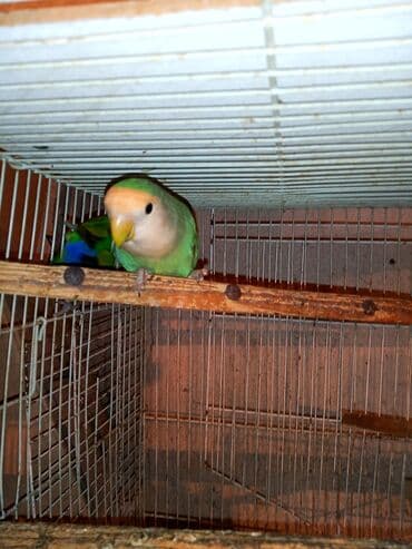 tuk tuk mmc: Nerazlucnik fişer ayrilmazlar maskvıy deyillər cütdu satılır hazır — 15