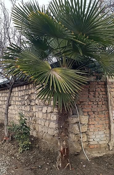 Xurma (palma) ağacı – dekorativ, iri yelpikvari yarpaqlı növ - Növ