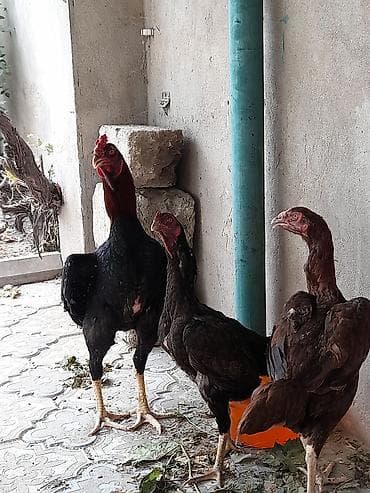 11 Ayliq Xoruz 10 aylıq fərələr başı çıxan adam narahat etsin qiymət — 2
