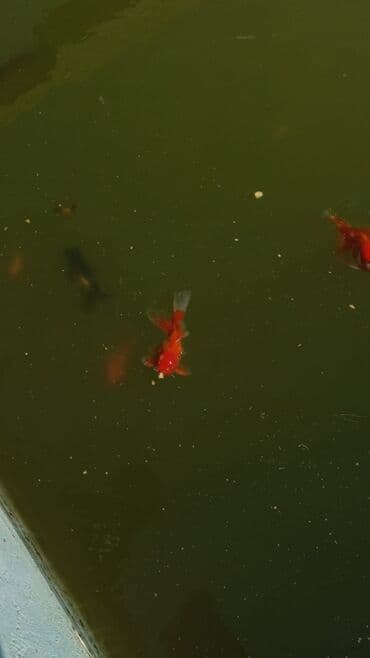 купить аквариум в баку: Oranda 2 quyruq qiyməti 2 manat 4 quyruq qiyməti 3 manat. Ünvan — 15