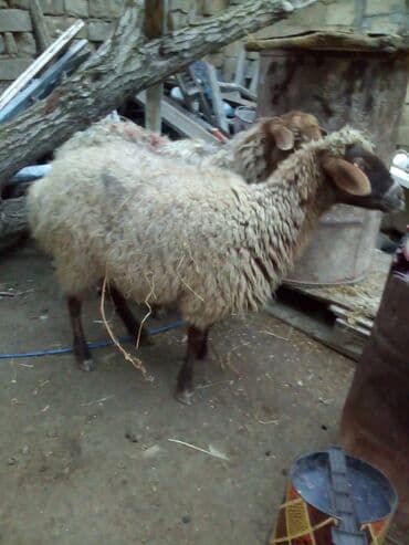 Gəmiricilər: Qiymət cütünə ayıdır real alıcıya endirim olacaq boğaz heyvan di — 4