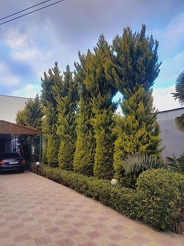 Çöl bitkiləri: Ağaclar — 1