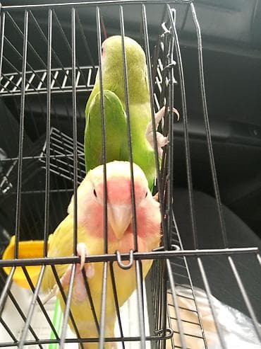 Tutuquşları: Bir ədədi 60 azn vp aktiv — 2