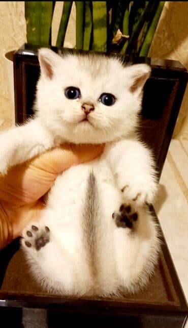 pişik daşıma: Britan, Erkək, Dişi, Yaxşı əllərə, Ünvandan götürmə — 3