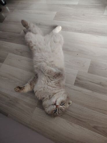 simental inekler satilir: Şotland yastı qulaq, Erkək, Yaxşı əllərə — 2