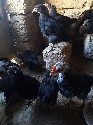 Toyuq cücələri, Damazlıq, Ünvandan götürmə