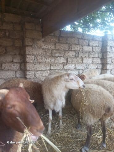 hinduşqa balası: Qoç satılır .buynuzlu qoç 650 manata beyləqan 1000 manat sonudu.qoyun — 4