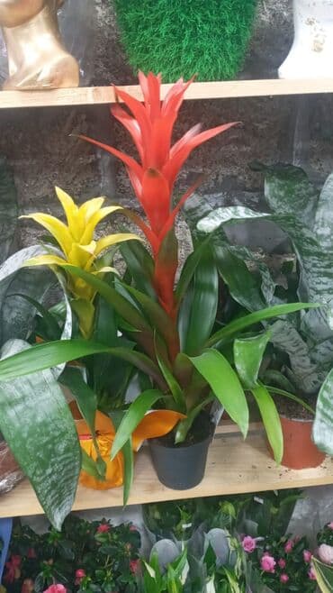 Gübrələr: Gül satsi Vathcapa yazın isdediyniz gülü ünvanda catraq Otaq gülleri — 8