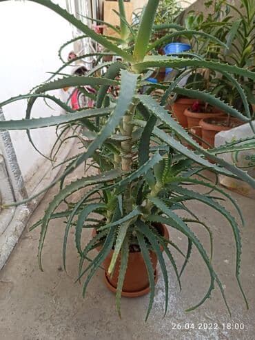 kokelmek ucun bitki caylari: Aloe vera dərman bitkiləri,6 illikdir, dərman vasitəsi kimi istifadə — 3