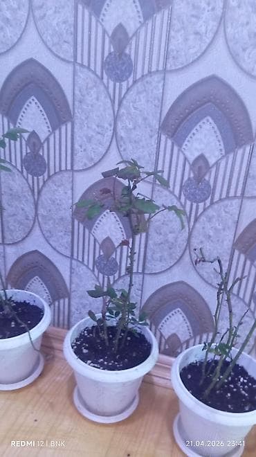 otaq bitkilərinin adları: Böyük, yaşıl yarpaqlı və qalın gövdəli ev bitkisi. Bitki qəhvəyi — 8