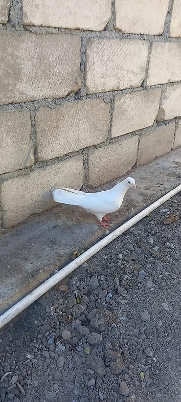 it qovan cihaz: Oxu sonra elaqe saxla. dizden cilpax dum ag mayadi. tam saglam yaxsi — 2