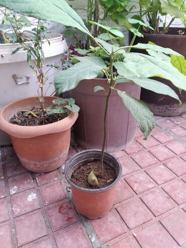 avakado agacı: Məhsul: Avokado fidanı (saksıda) Təsvir: - Toxumdan yetişdirilmiş — 3