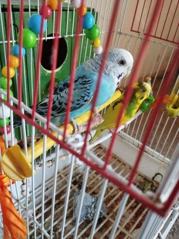 sarı pişik imla: Bu, mavi və sarı rənglərdə olan iki tutuquşu üçün nəzərdə tutulmuş — 1