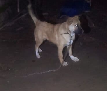 ov itleri satilir: Erkek qurdbasar itede gedir heyetde ayiqdi kucuy balaxanidadi bakida — 1