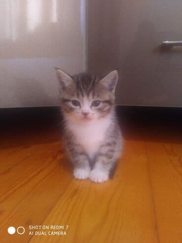 Şotland, Erkək, Dişi, Yaxşı əllərə, Ünvandan götürmə