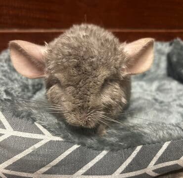 Çinçilla – açıq boz rəngli, yumşaq və sıx tüklü, iri qulaqlı, uzun