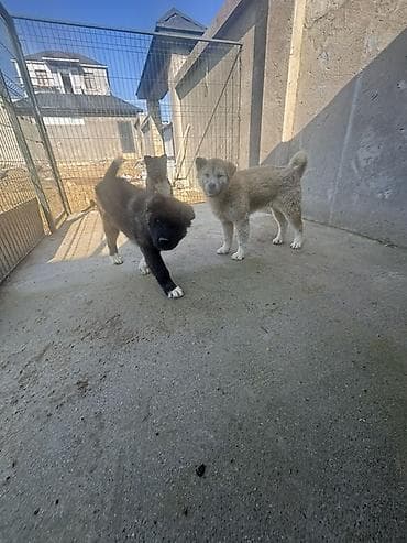 pers pisiyi satilir: Akita-inu, 6 ay, Erkek — 4