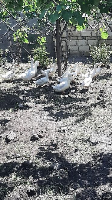 cins inəklər: 8 eded diwi pekin ordekleri hem kesmeye hemde damazliq kimi yariyir bu — 1