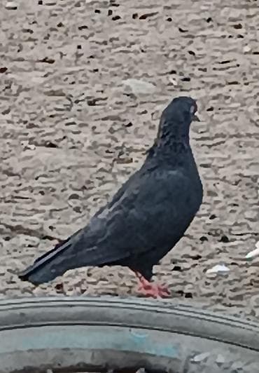 deve quşu: Oynaq qızğın erkəkdi qara mayadı sağlam dı — 6