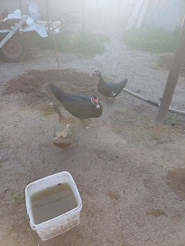 tutu quşları: Erkək, | Lal ördək, Damazlıq, Ünvandan götürmə — 6