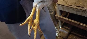 naxcivan heyvan bazari: Toyuq cücələri, Ətlik — 4