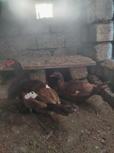 lal ordəklərin satışı: Məhsul: Muskoviy ördəkləri (indianka) Təsvir: - salam bir cüt lavanda — 4