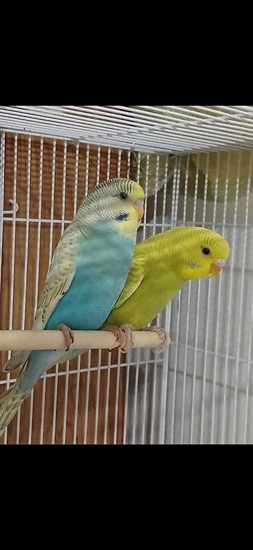 ucuz papuqaylar: Cut Papuqay tutu quwu satiram cutdu yumurtalamaga hazirlawirlar — 1