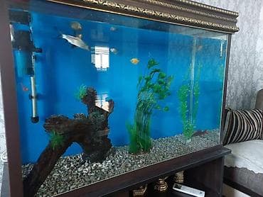 it satisi 2020: Böyük akvarium.icində 8 dənə balıq və bütün aksesuarlariyla birgə 180 — 5
