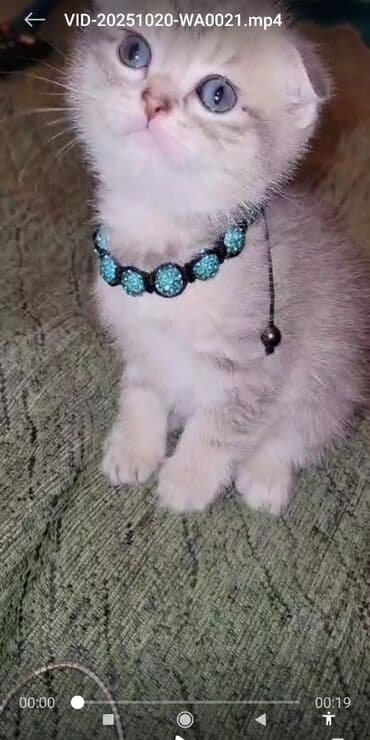 шотландские вислоухие коты: Şotland yastı qulaq — 2