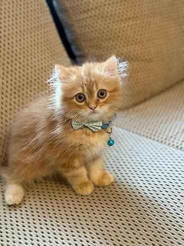 pişik tap az: Şotland — 8