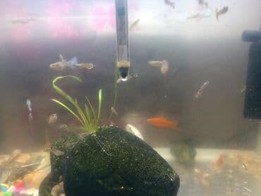 akvaryum baliqlar: Dördbucaq akvarium, Balıqlarla birlikdə, 70 l, Ödənişli çatdırılma — 2