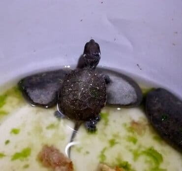 Su tispağasi baladi