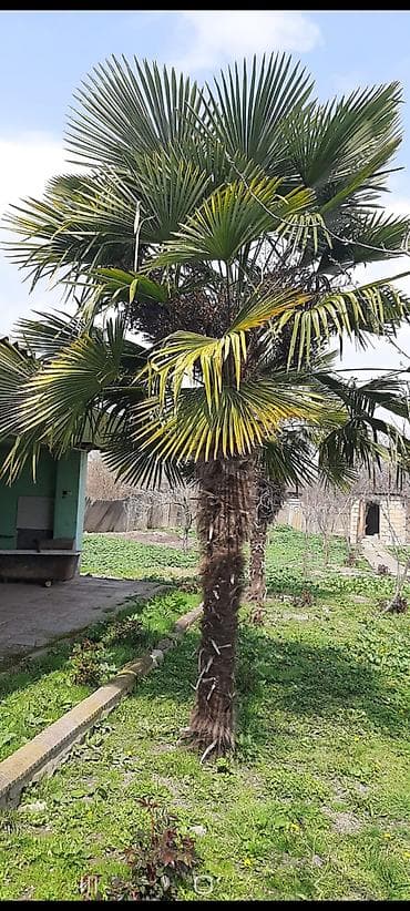 jasmin ağacı: Satılır: Trachycarpus fortunei (Külək palması) - Hündürlük: təxmini — 2