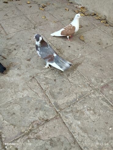 Qiymət 1-ne aiddir.boz əbrəş erkek 16 tük,mor çəp erkək 18 tük.Əbrəş