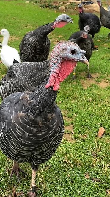 hinduska yumurtasi: Salam. Hinduşka yumurtasi 2matdi
Hinduska balasida olur — 3