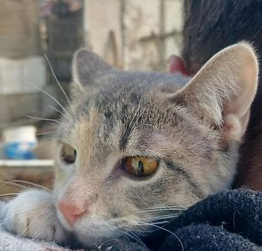 Heyvanlar: Ev pişiyi sahiblendirilir.7 ayliqdir. Cins sortla qarişiqdir. Qurd — 3