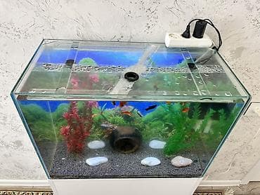 akvarium xırda balığı: Akvaryum komplekti – şkaflı ile bir yerde ve içinde çox sayda balıqlar — 6