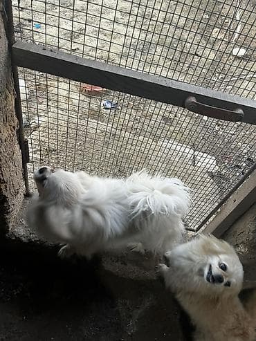 ag it: Pekines — 8