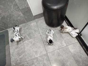 goyercin yuvasi: Satılır: 3 ədəd dekorativ göyərçin dəsti Xüsusiyyətlər: - Rəng — 7