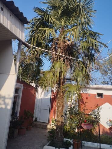 çinar ağacı: Dekorativ palma ağacı – Chamaerops/Trachycarpus tipli, uzun, lifli — 3