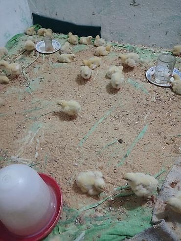 Toyuq cücələri, Ətlik