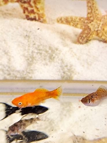 Quşlar: Molinezi, Sülhsevər — 2