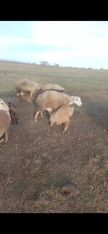 gence toyuq cuce: Əvvəla salam aleykum 55 baş qoyun 2 qoç 43 quzuvar qoyunlar damazlıq — 2